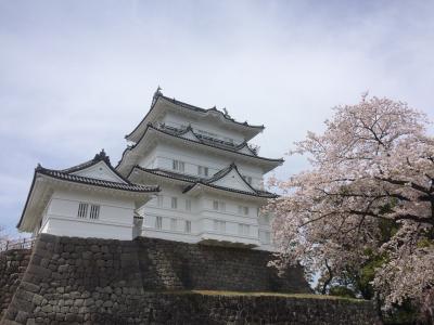 お花見ですね♪